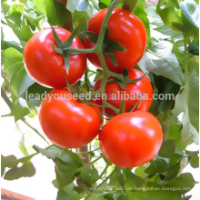 JT47 Maka High Yield F1 Hybrid Tomatensamen zum Pflanzen von Samen